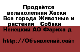 Продаётся великолепная Хаски - Все города Животные и растения » Собаки   . Ненецкий АО,Фариха д.